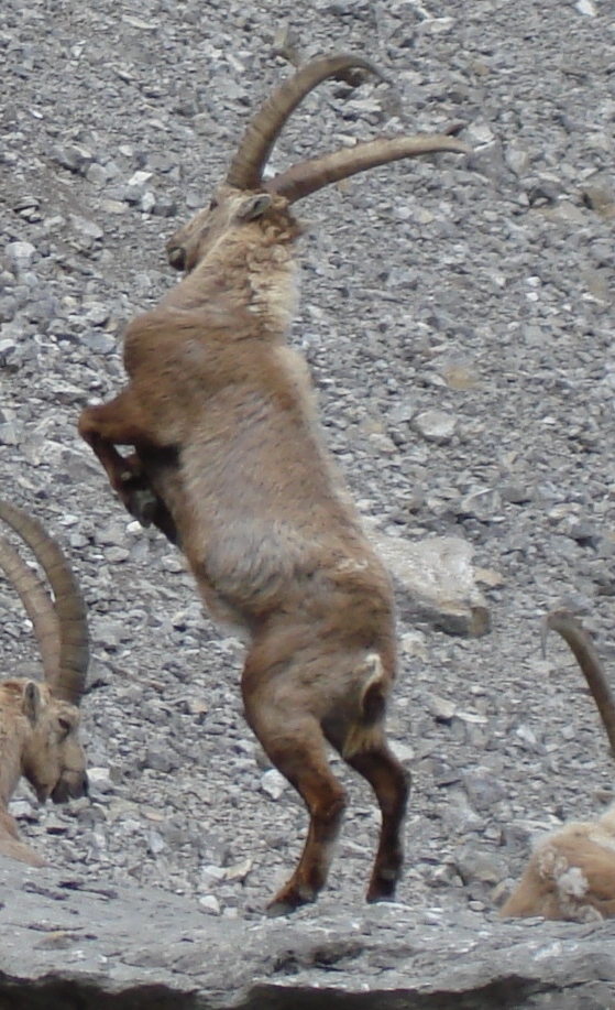 Titou Cornes d'Acier