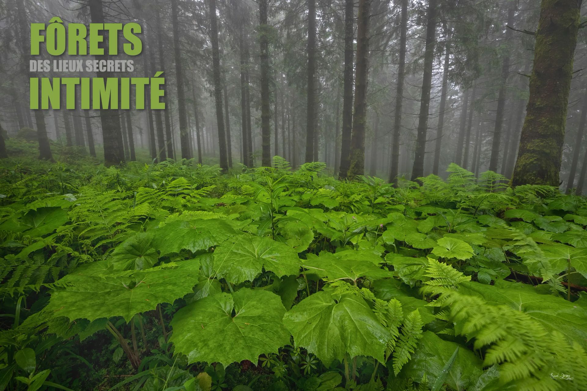 Menu-foret-intimmite-e