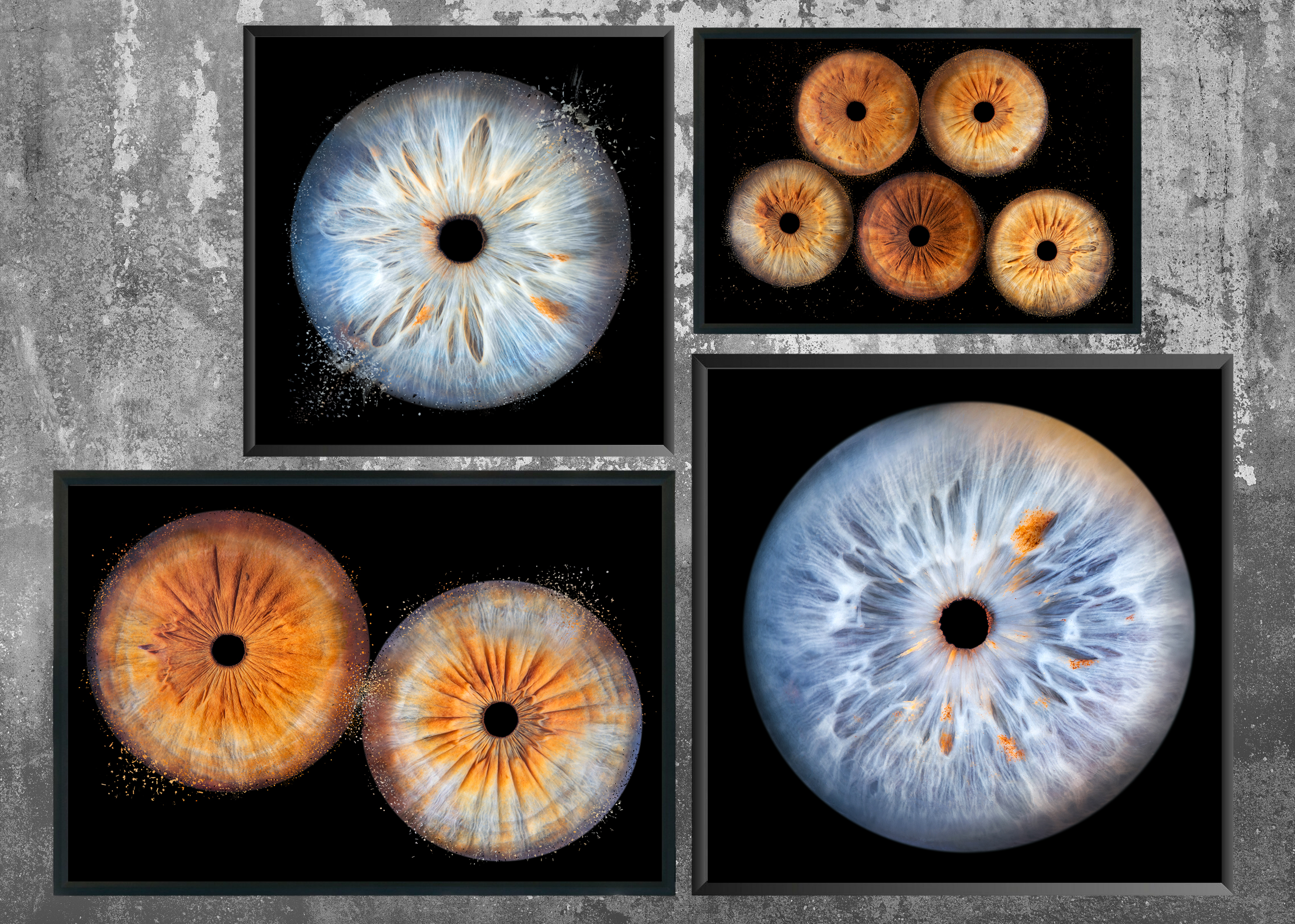 Photos-iris-cantal-puy-de-dome-haute-loire-lozere-aveyron-lot-correze