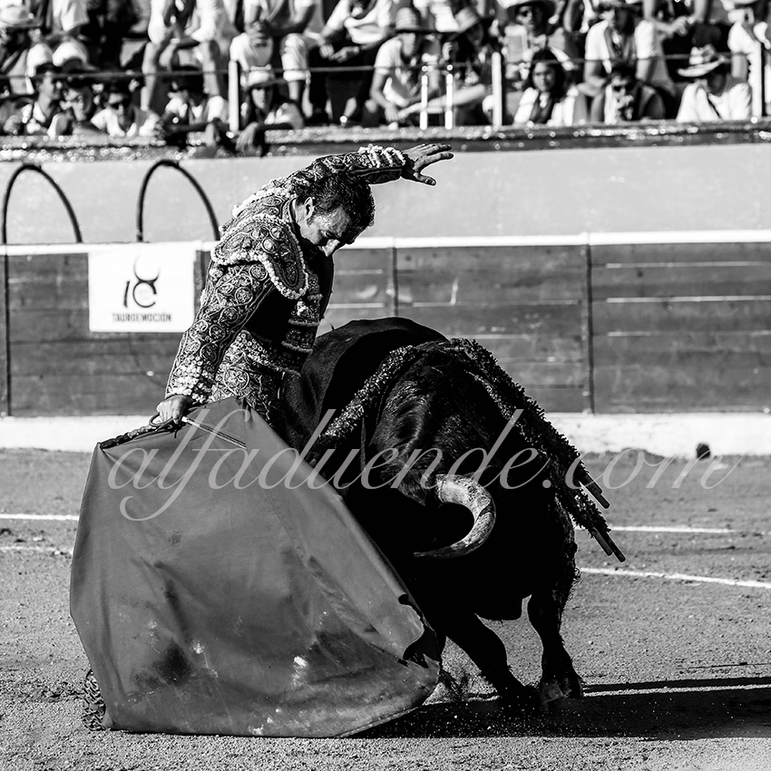 Alfaduende p58a4083 copie huesca 20190813 11