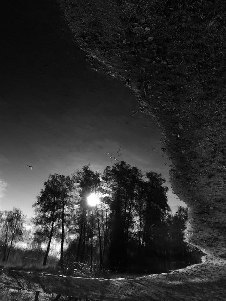 Solie eau arbres 2018 27 