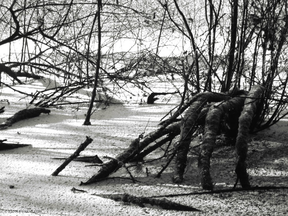 La main de l hiver