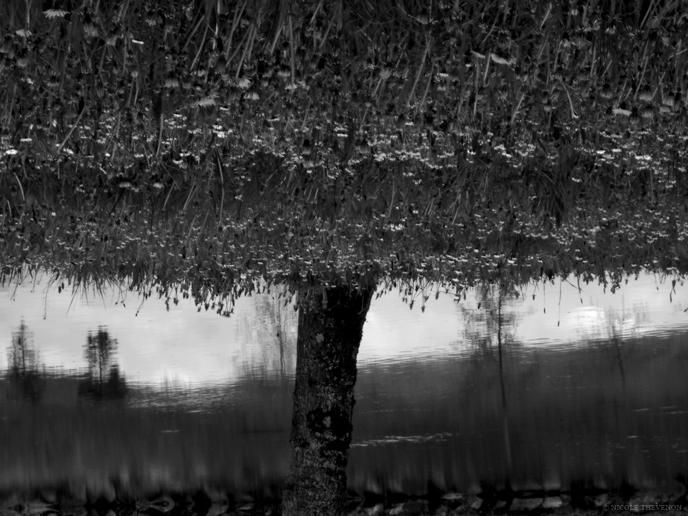 Arbre en fleurs