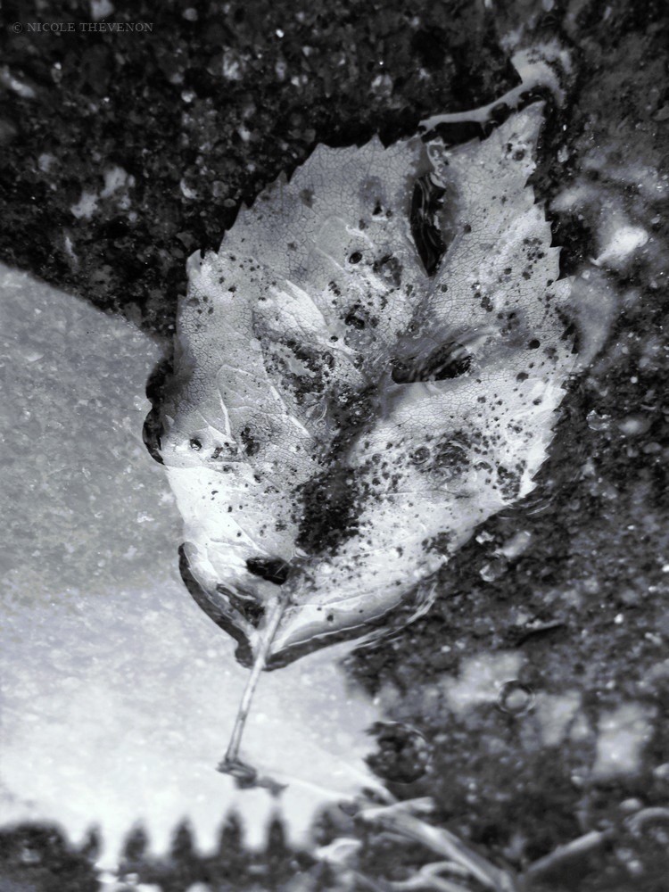 Visage d automne
