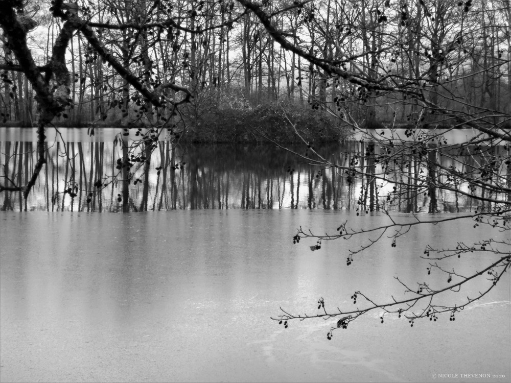 Etang de riols gele 2020 106 