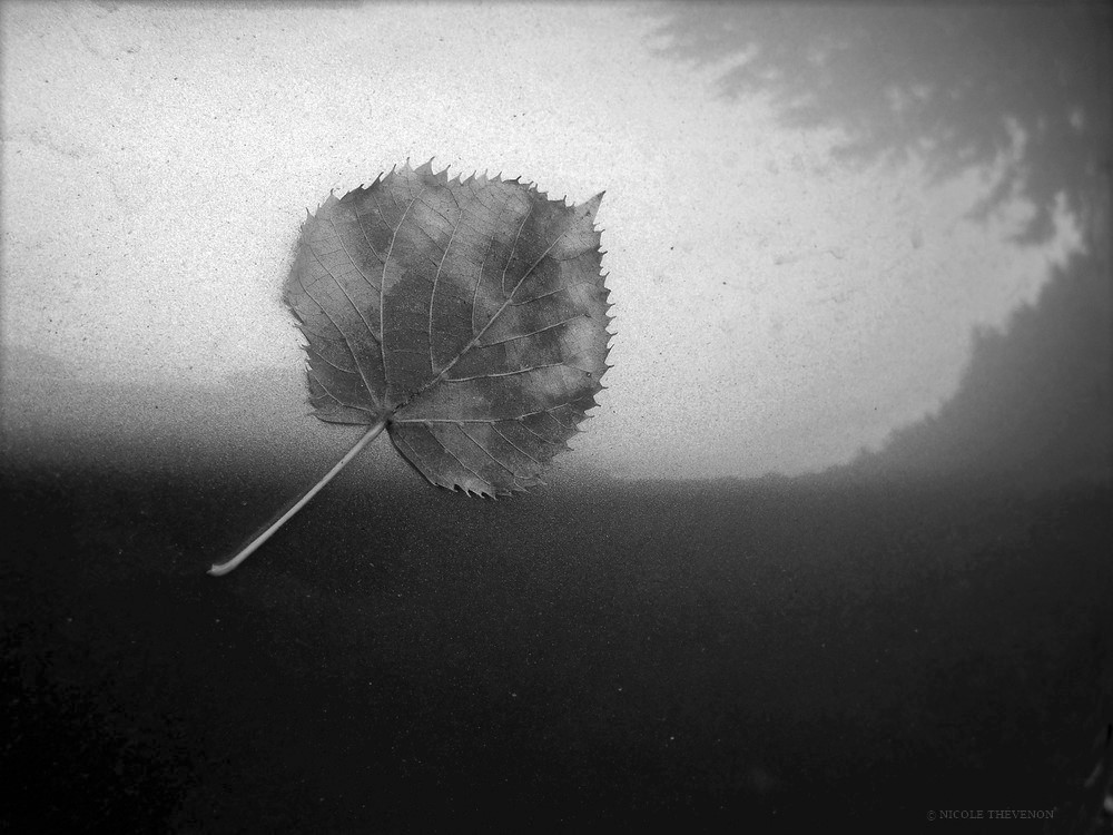 Automne 5 