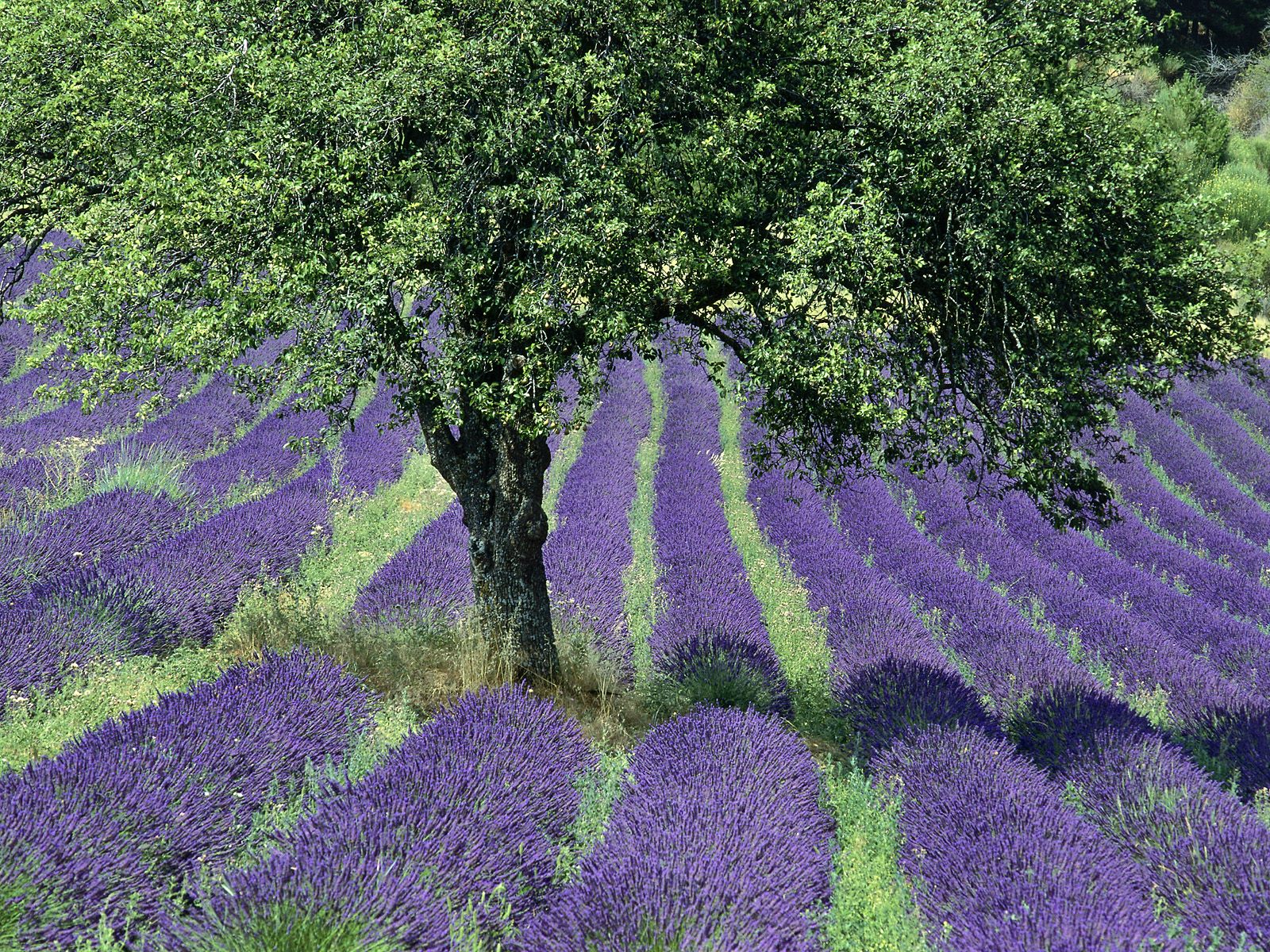 Lavender Field Provence France