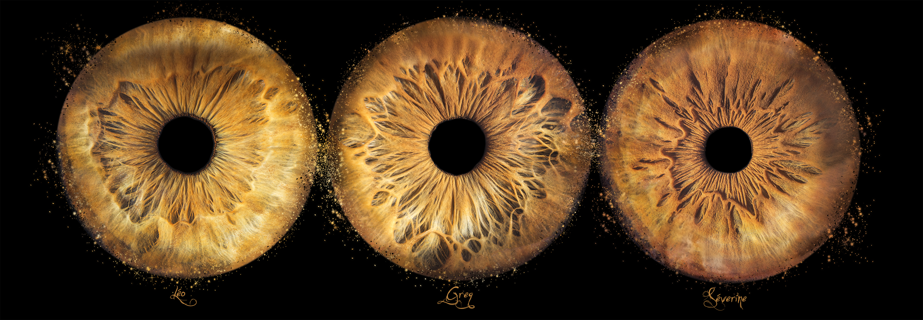Iris-leo-greg-sev-e