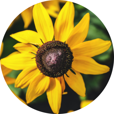 Icone-Fleur-jaune-rond