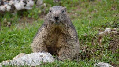 Marmotte des Alpes / Photos des Alpes et montagnes suisses