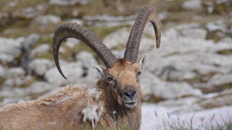 Bouquetin des Alpes / Photos des Alpes et montagnes suisses
