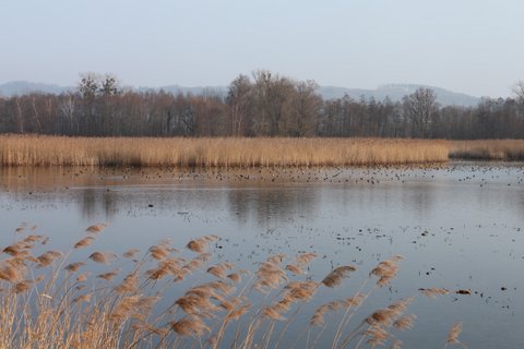 Réserve naturelle suisse du Fanel