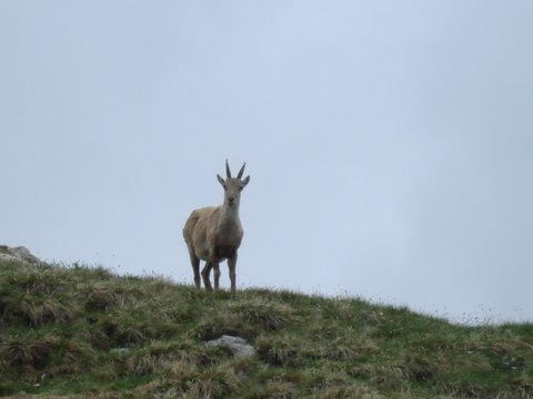 Animaux sauvages suisses / Etagne (femelle du bouquetin)