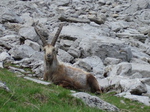 Animaux sauvages suisses / Bouquetin mâle