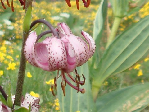 Lis martagon / Fleurs sauvages de Suisse