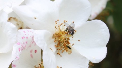 Fleurs sauvages de Suisse