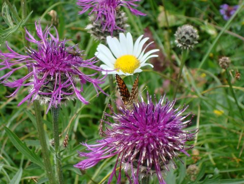 Fleurs sauvages de Suisse