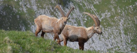 Bouquetins des Alpes / Photos des Alpes et montagnes suisses