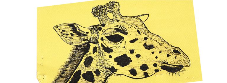 Illustration girafe feutre lazuri