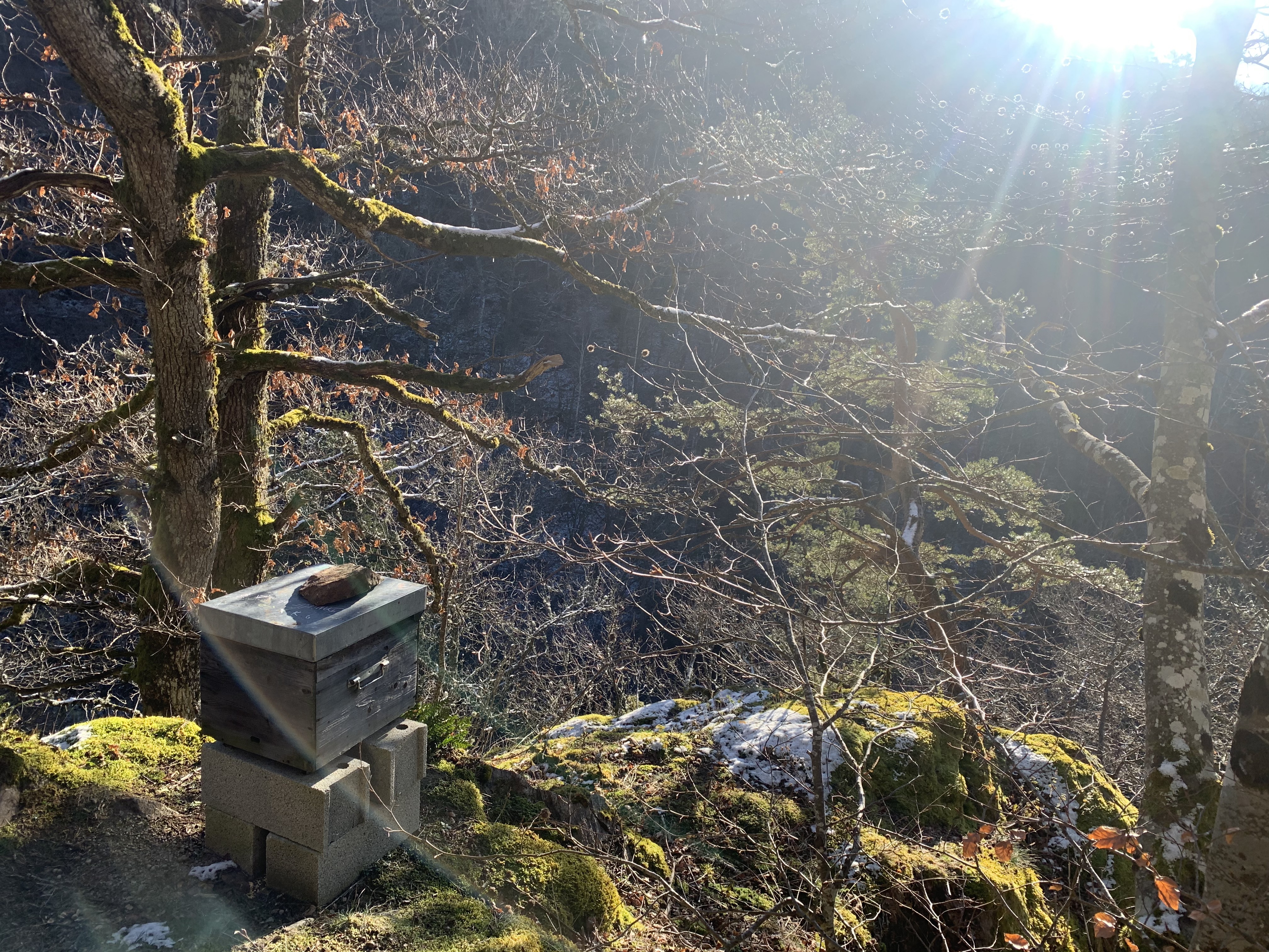 Ruches4