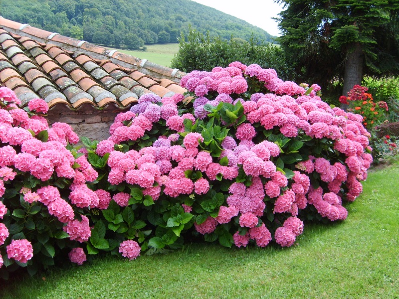 Hortensias ok
