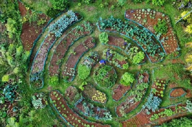 Jardin-mandala-2