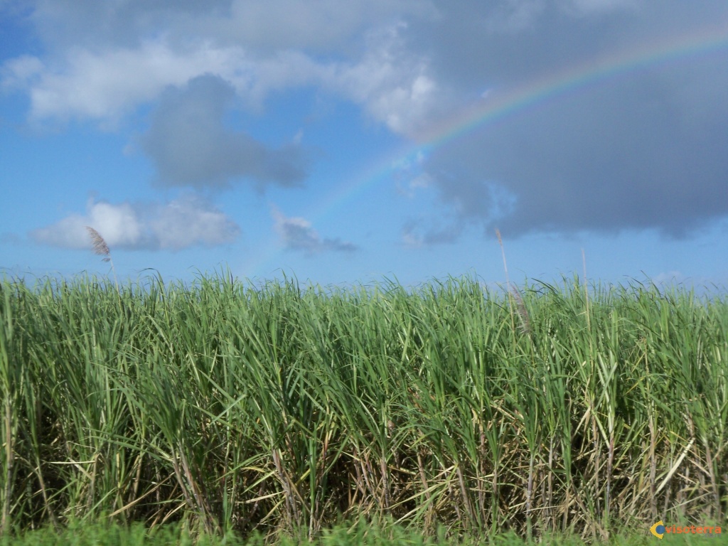Champs-de-canne-a-sucre-et-arc-en-ciel