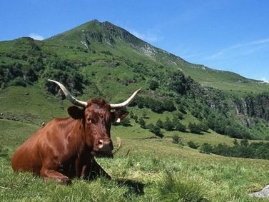 Cantal avec vache