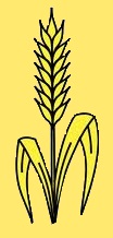 Epi