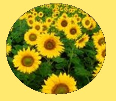 Tournesol
