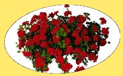 Geranium