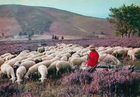 1moned moutons