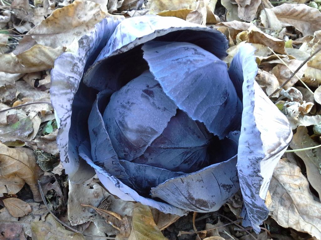 2017 11 chou rouge