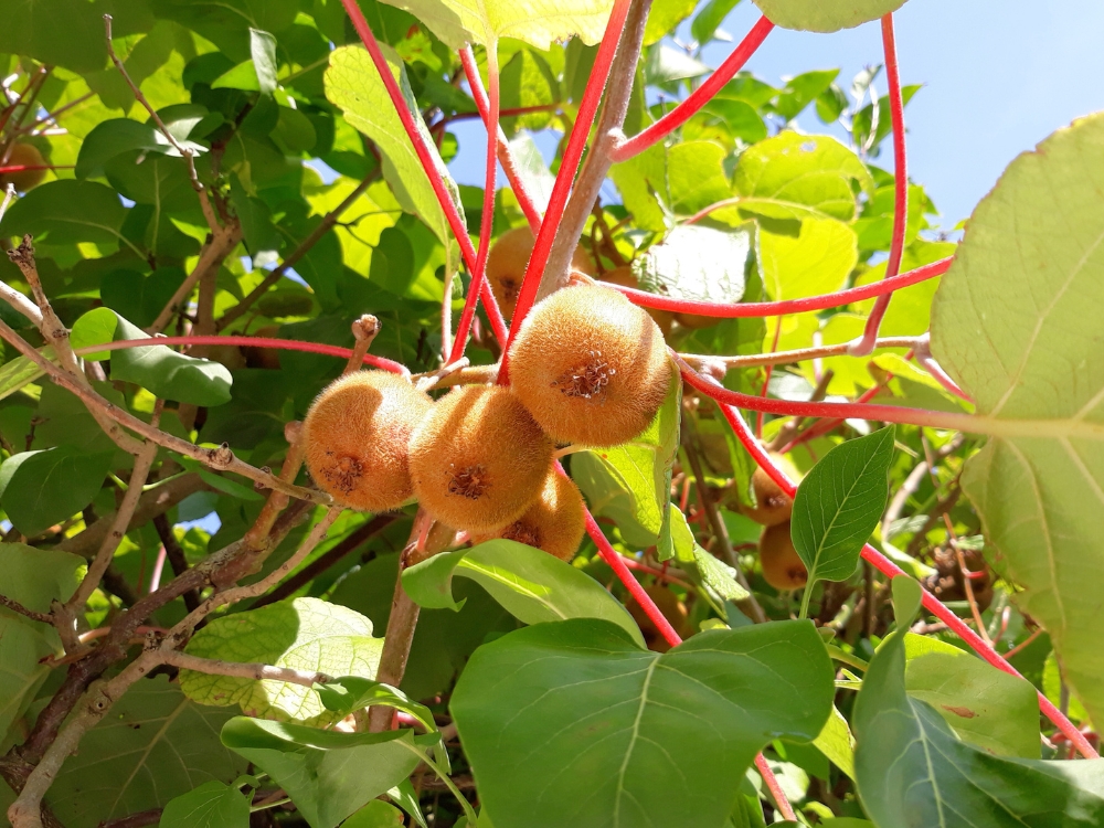 Arbre à kiwis ou actinidier