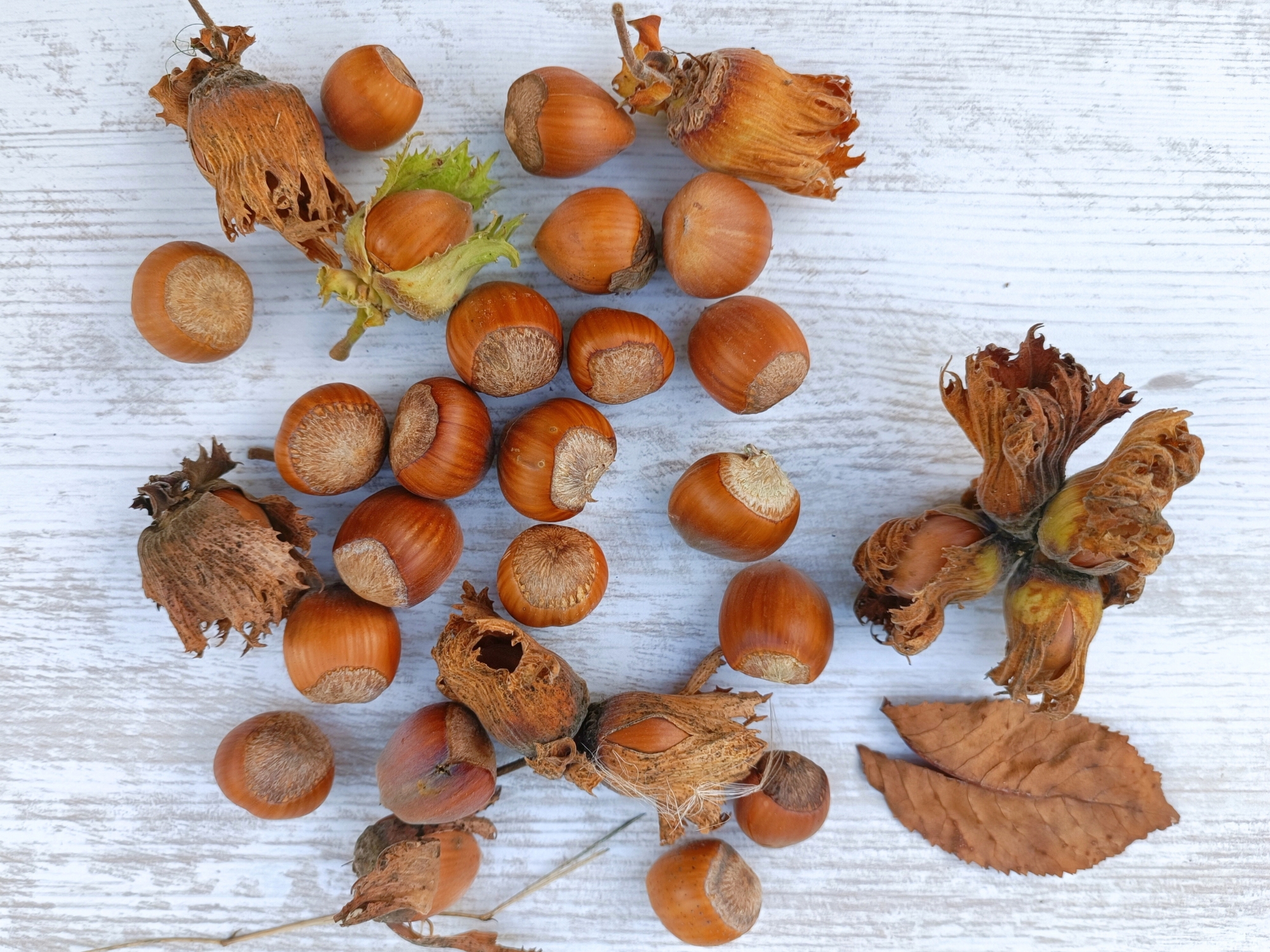 Noisettes d'automne