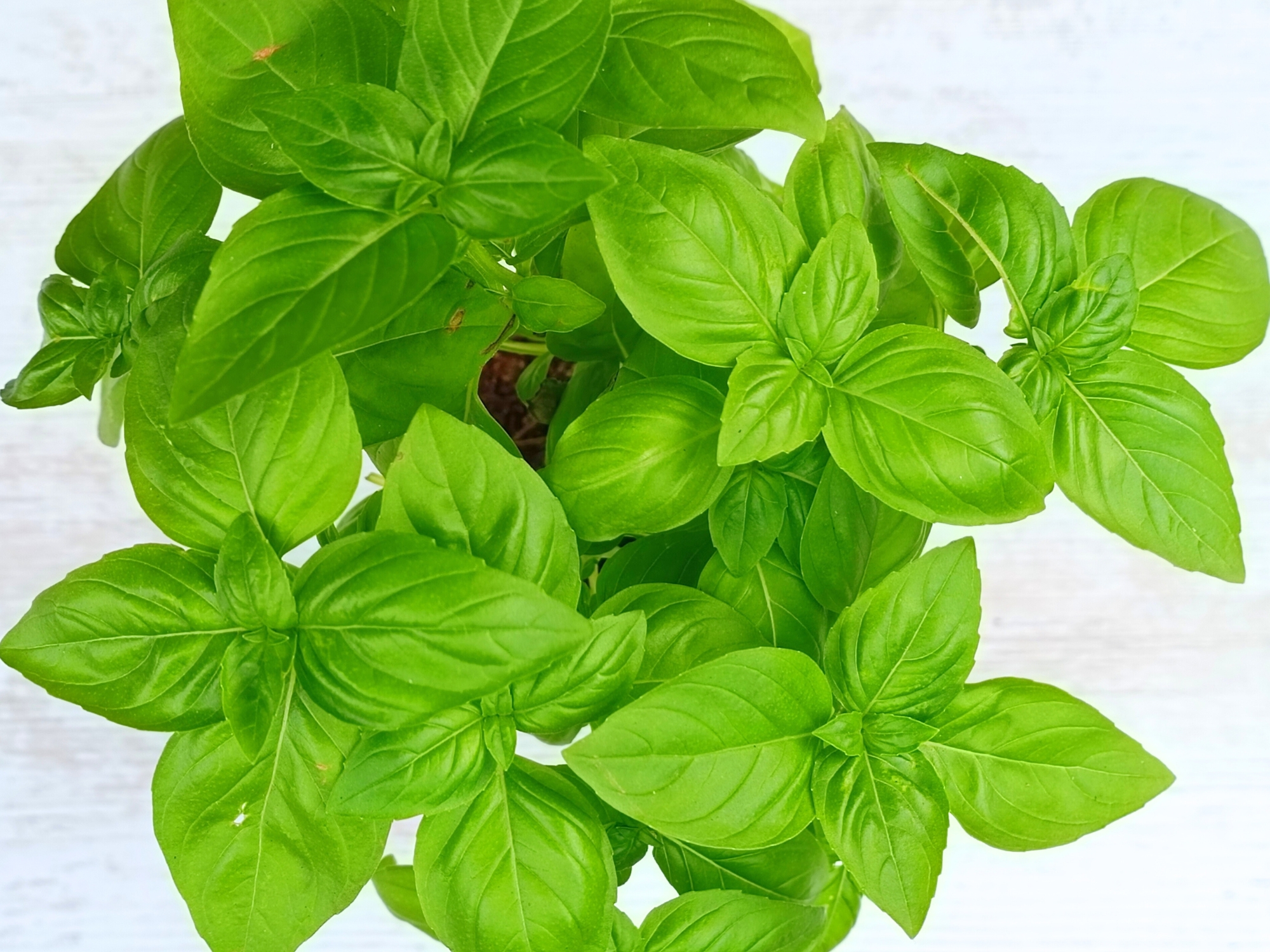 Basilic