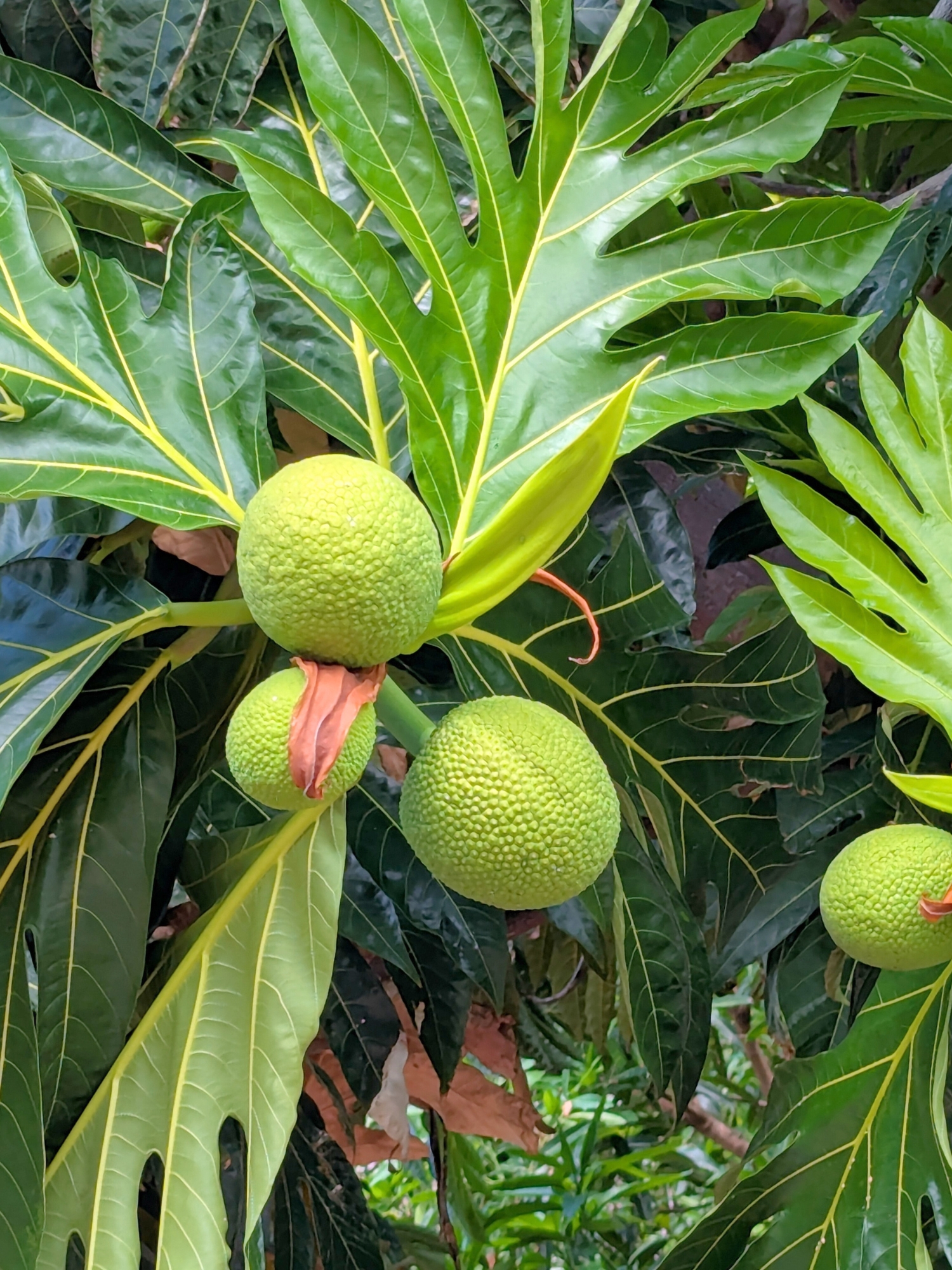 Fruit du jacquier