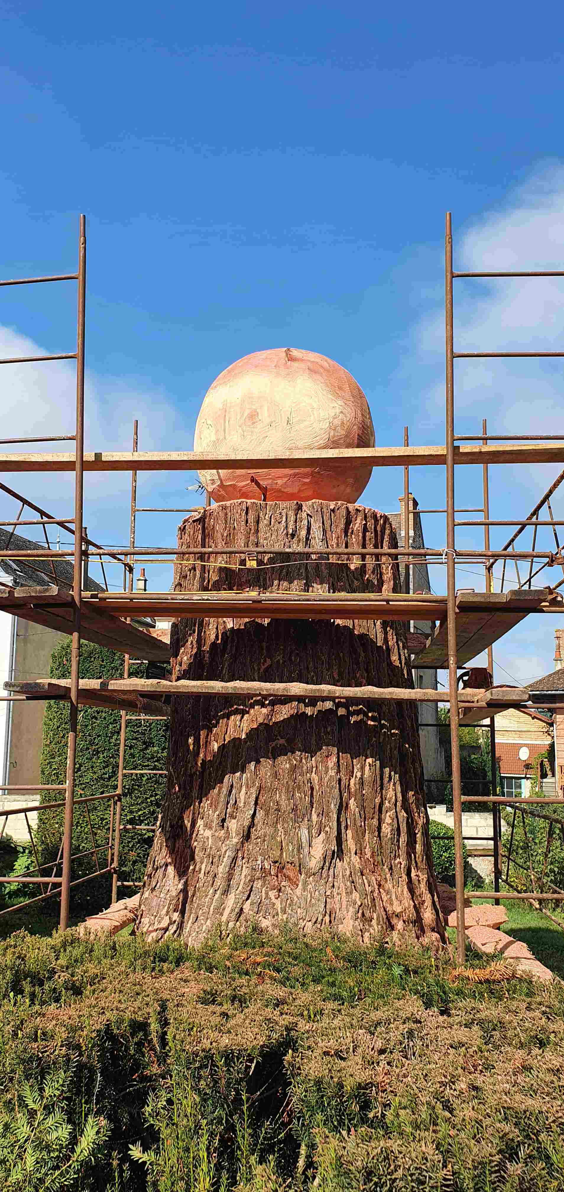 Taille sequoia