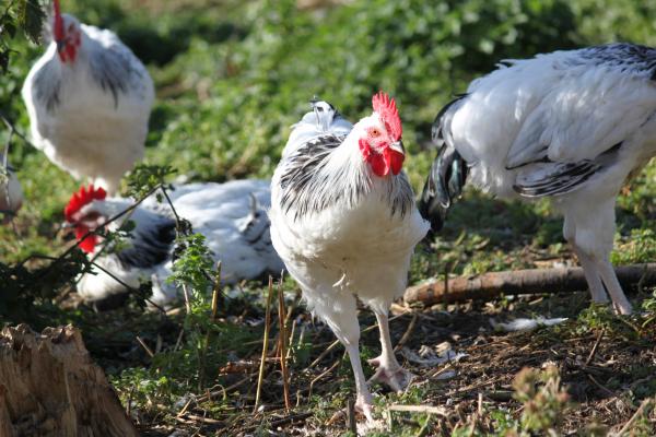 Poulet bourbonnais oct 2011 credit pn 8