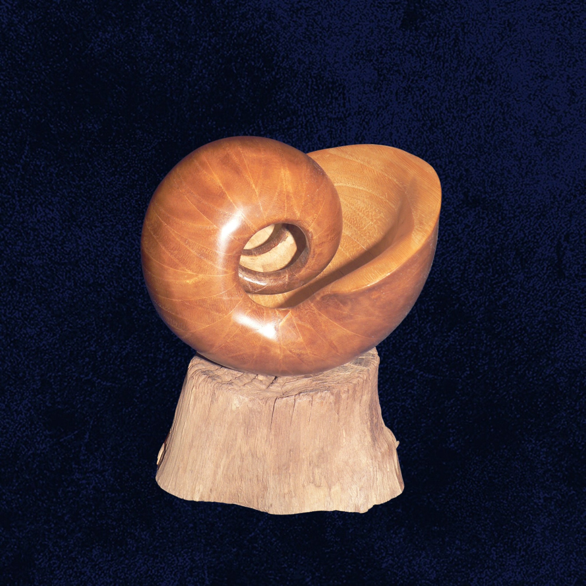 Coquille chataignier bleu
