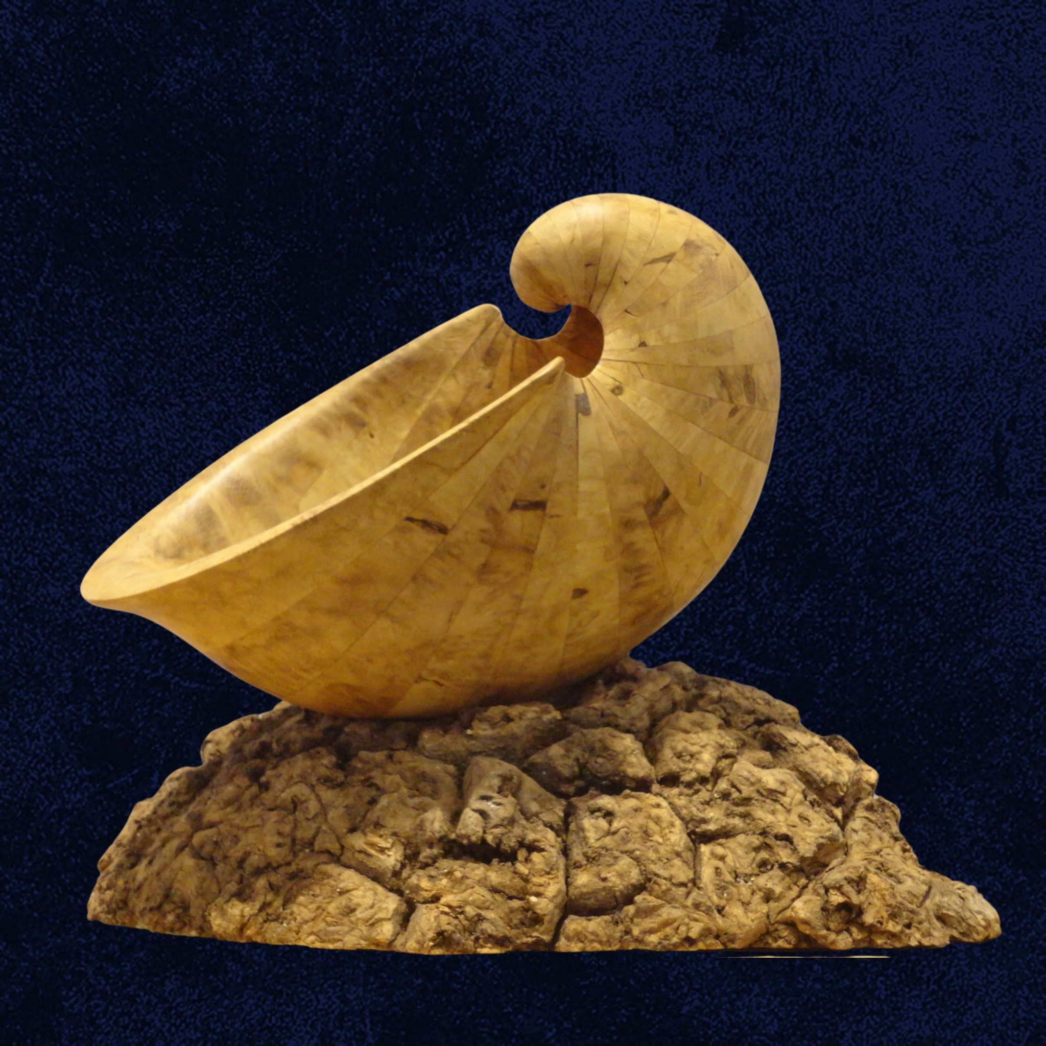 Coquille acacia bleu