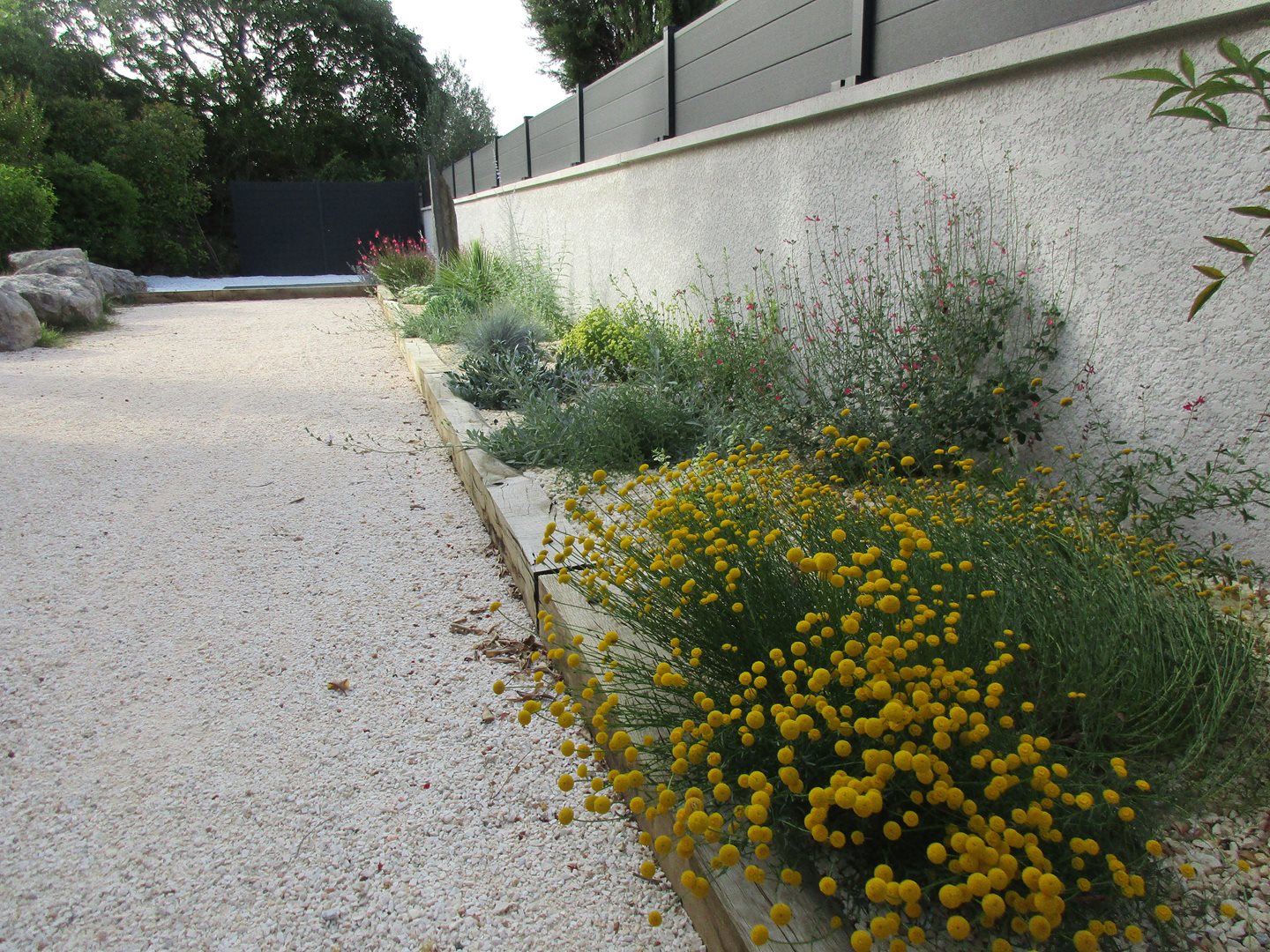 Santoline verte fleurs 
