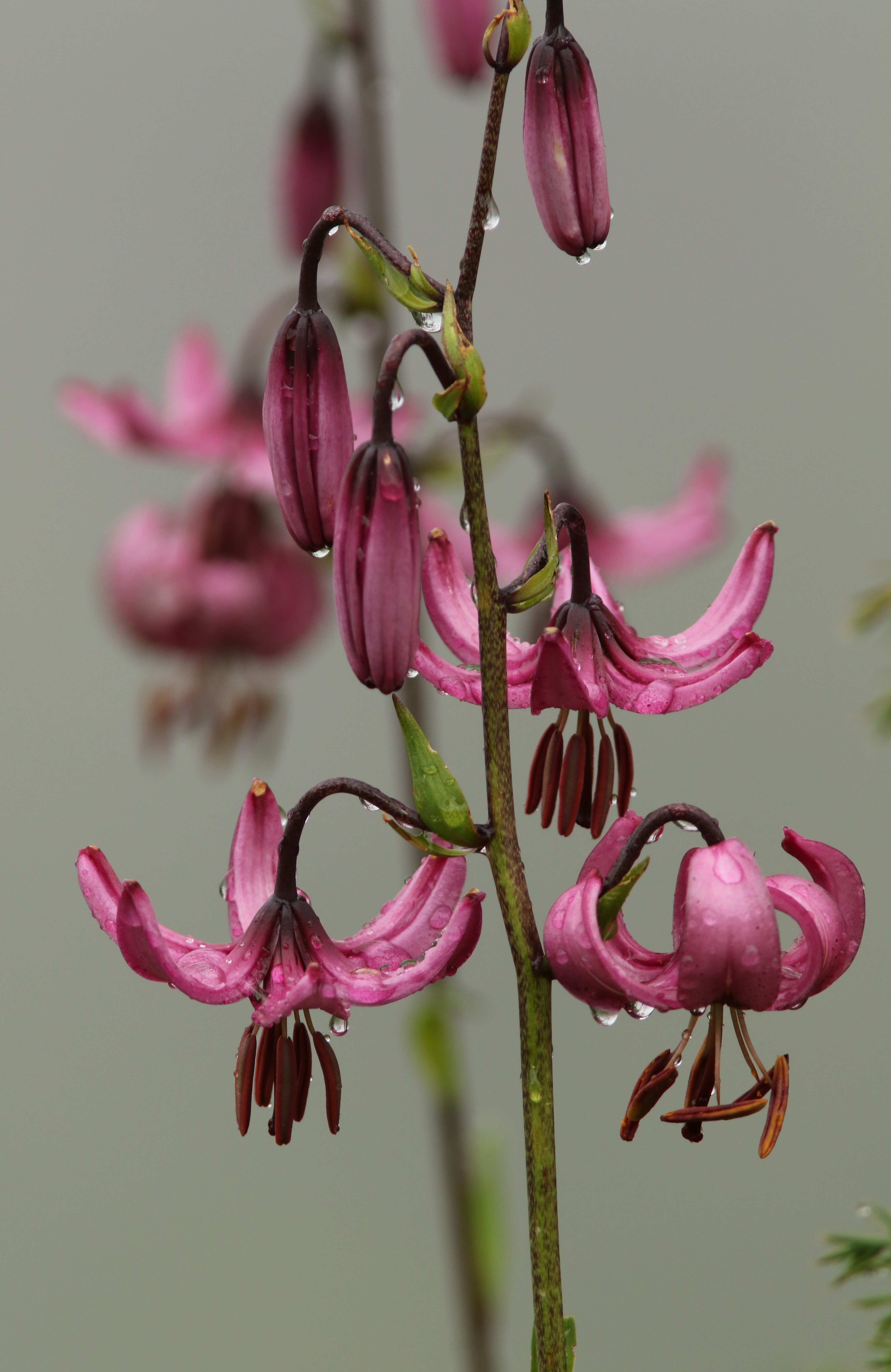 Lys martagon