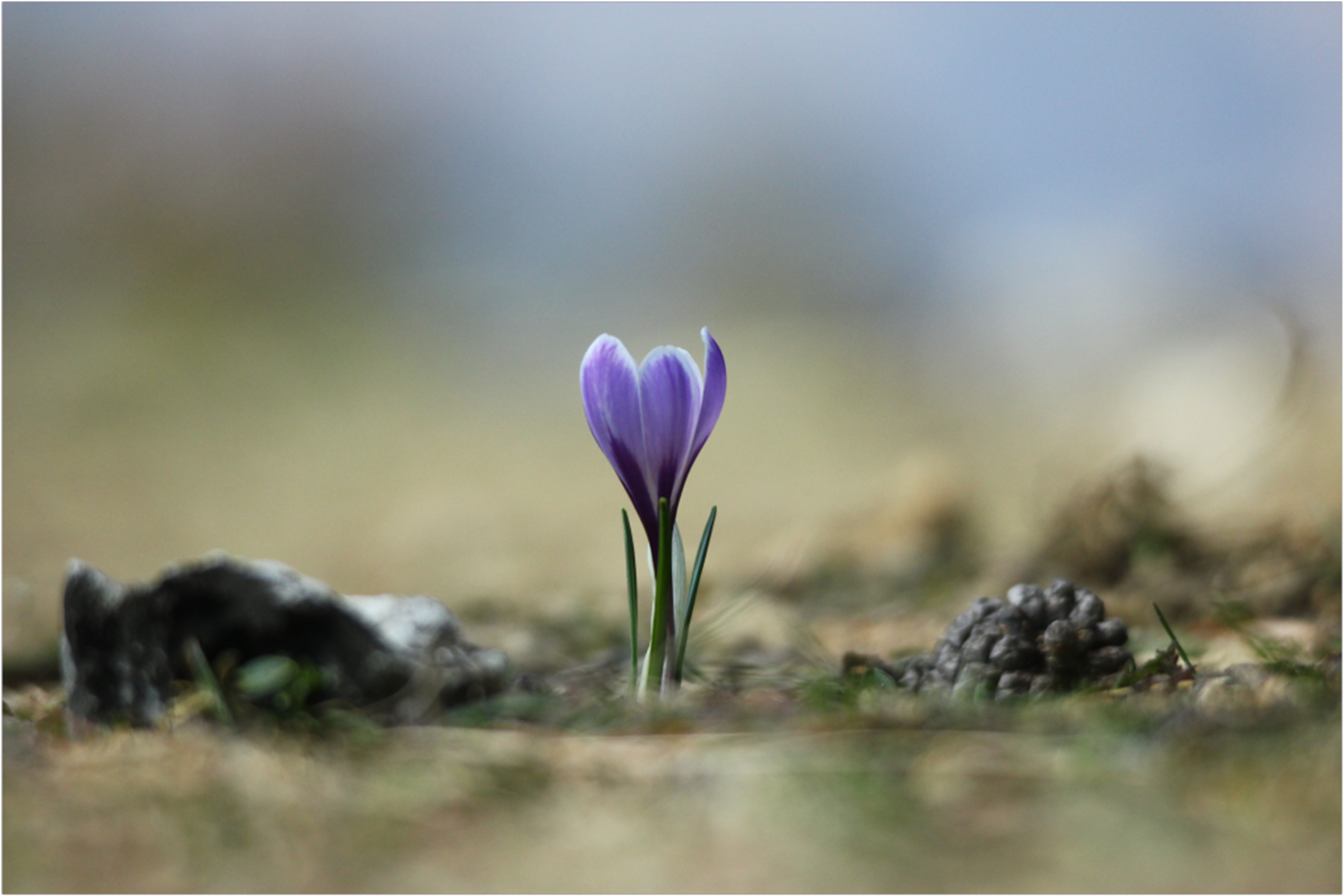 Crocus vernus