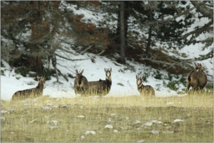 Chamois rupicapra rupicapra 