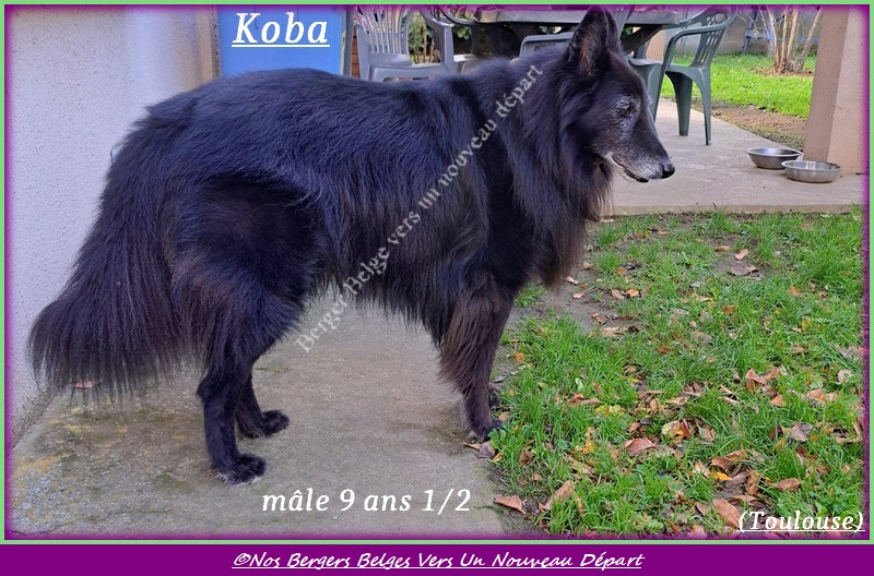 Koba-9-demi-Toulouse