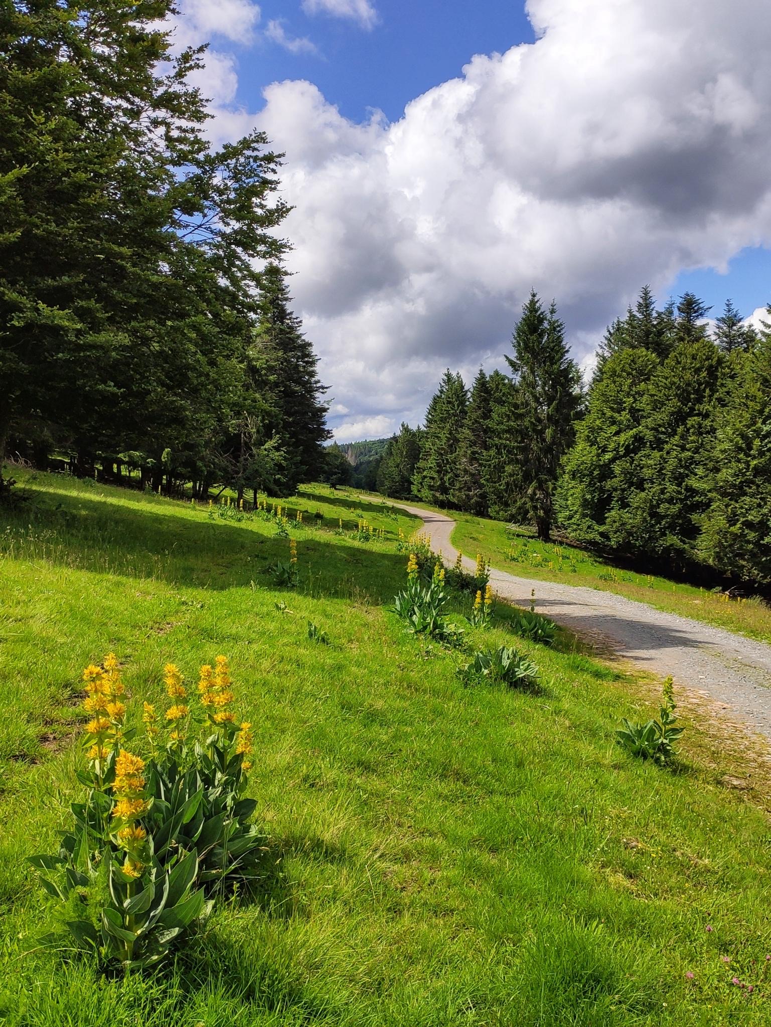 Chemin-du-Wissgrut
