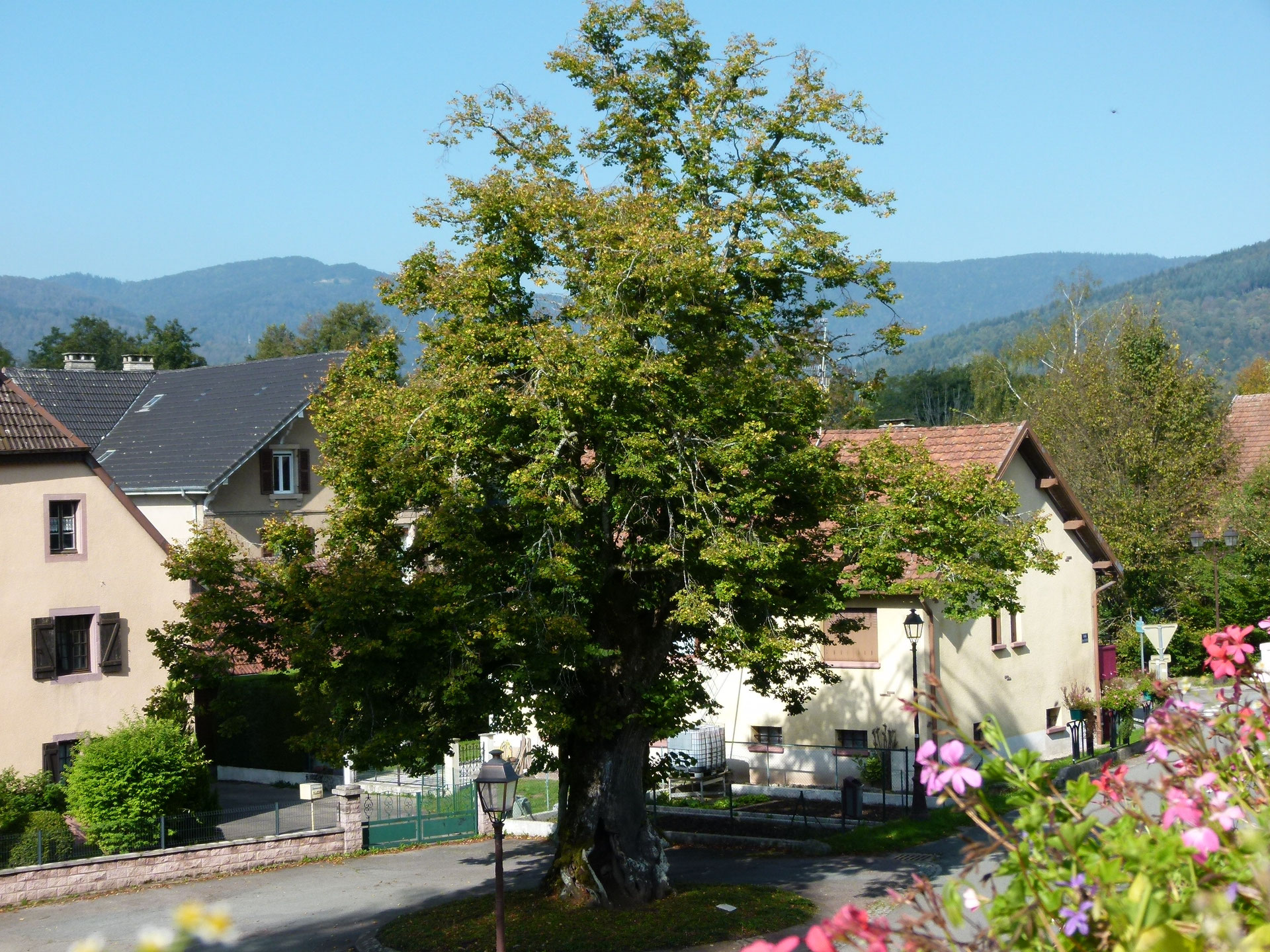Tillleul
