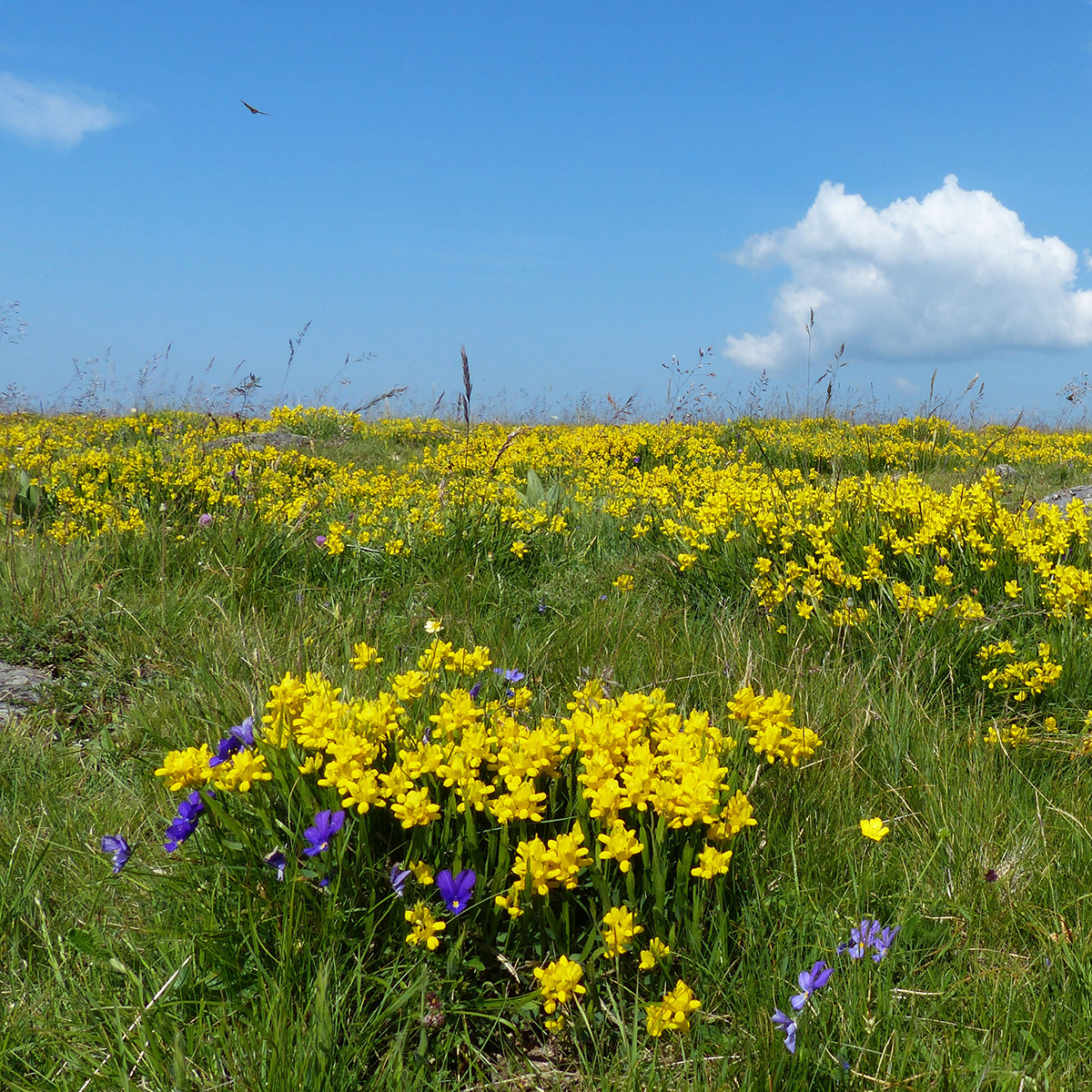 Fleurs-et-ciel-bleujpg