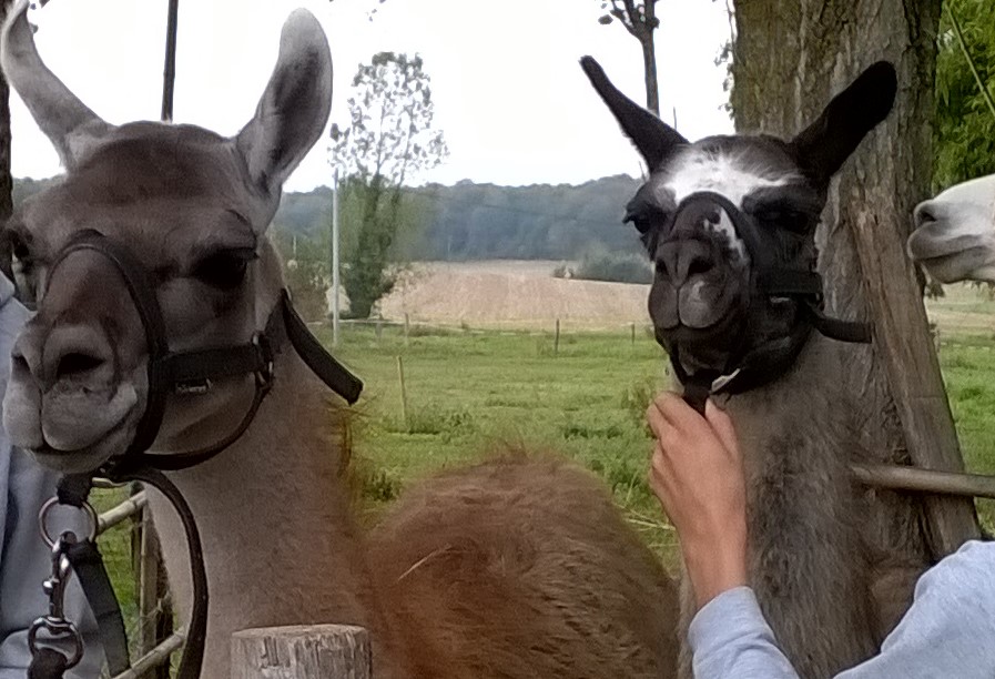 Lamas seul c